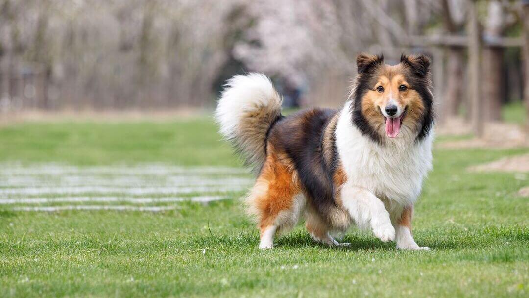 World's smartest store dogs top 20